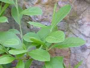 Azalea Leaves: note them unrolling