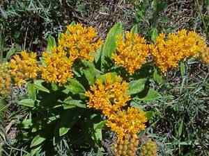 Butterfly Weed Ascelepiadaceae