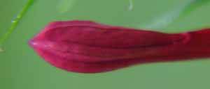 Cardinal Flower Bud