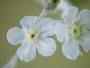 Wild Comfrey (Cynoglossum virginianum)