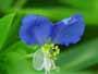 Dayflower (Commelina communis)