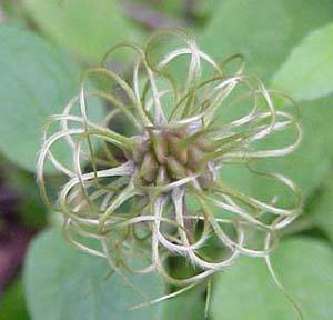 Leather Flower; Seed Cluster