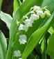 Lily of The Valley