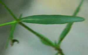 Long Leafed Bluets