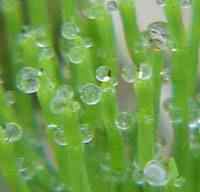 Mare's Tail with dew
