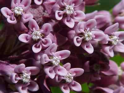 Purple Milkweed