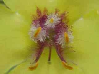 Moth Mullein Yellow