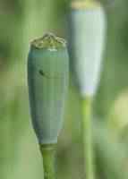 Poppy seed pod