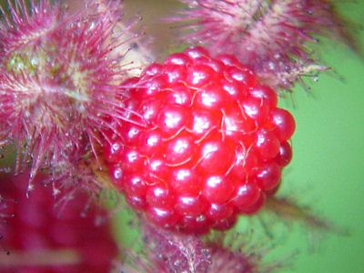 Delicious Fruit of the Red Raspberry