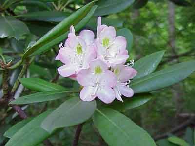 Pink Version of the Great Rhododendron