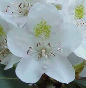 White Great Rhododendron