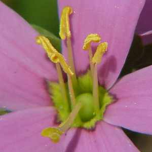 Rose pink (Sabstia angularis)