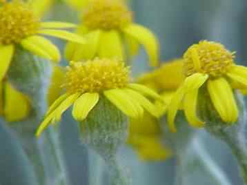Woolly rounded leaf Ragwort