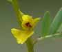 Wild Sensitive Plant (Cassia tora)