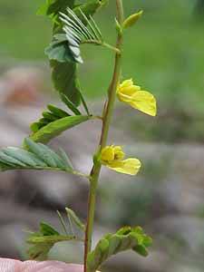 Sensitive Plant (Cassia tora)
