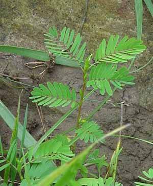 Leaves and stem of the Wild Sensitive plant (Cassia tora)