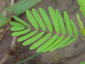 Wild Sensitive Plant Leaf (Cassia tora)