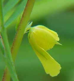 profile of ild Sensitive Plant (Cassia tora) Flower