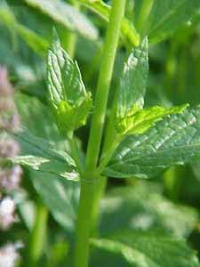 Spearmint leaves and stem