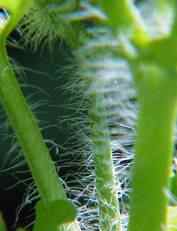 Hairy stem of the Swallowwort