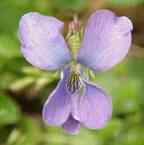Common blue Violet