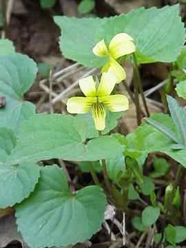 smooth yellow violet