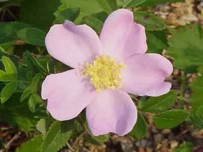 Virginia Rose or Carolina Rose or Pasture Rose