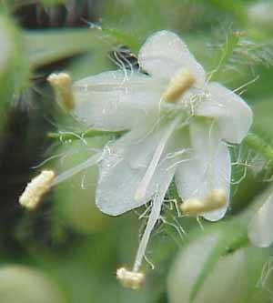 Virginia Waterleaf Flower