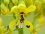 Wild Senna (Cassia hebecarpa)
