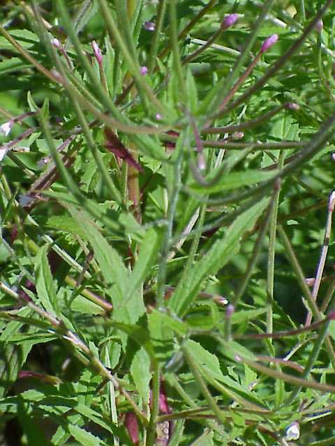 Willow Herb
